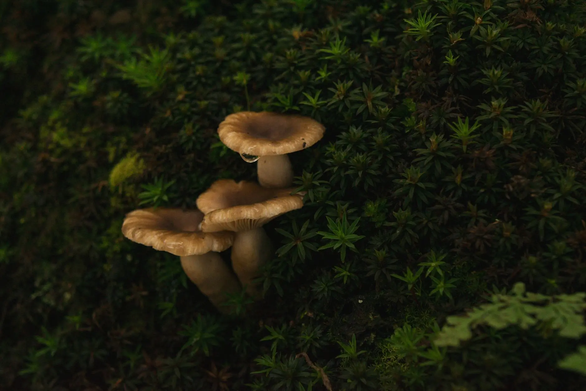 电动执行器与气动执行器在流体控制中的性能对比及应用选择